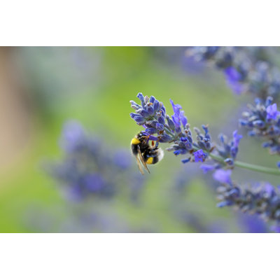Jurien Wild Bee - Wrapped Canvas Print