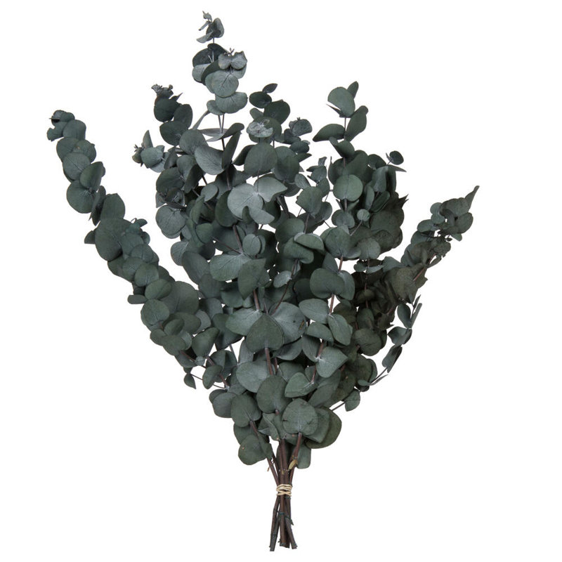0.25'' Plant