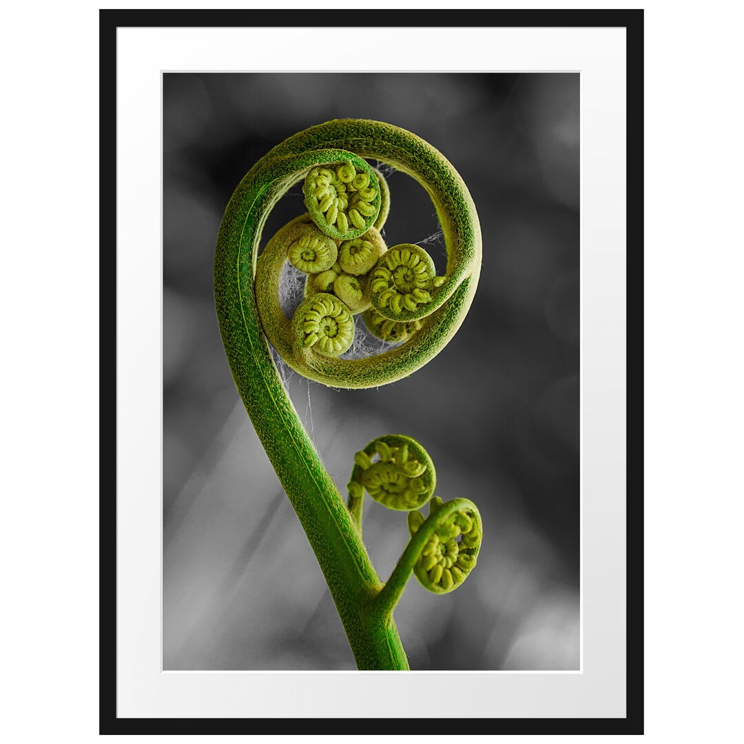 Gerahmtes Poster Blatt von einer Farne im Wald