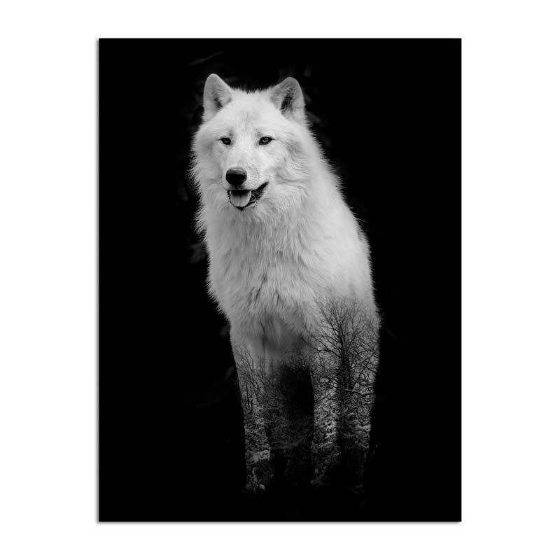 Leinwandbild White Wolf