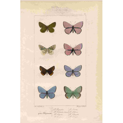 " Butterfly Study "