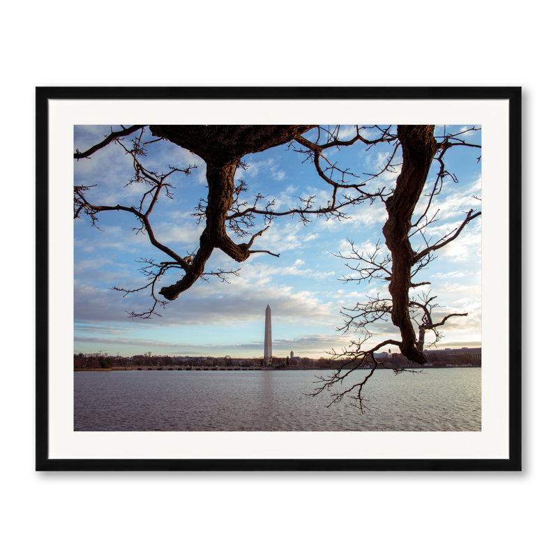 Cork Tree And Washington Monumnet Print by Scott Wurzel, 25.2" H x 31.2" W, Black Framed Paper
