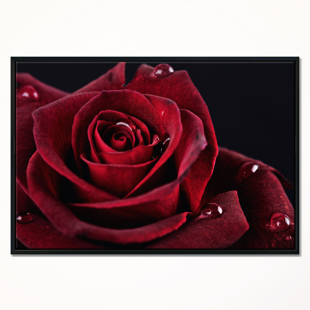 'Red Rose with Raindrops on Black' Framed Graphic Art Print on Wrapped Canvas East Urban Home 