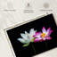 Fleurs de lotus roses et blanches Harnek-108842277