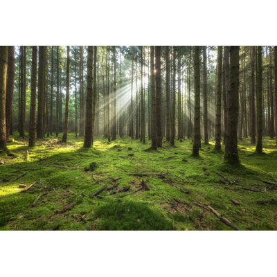 Fairy Forest by Dietermeyrl