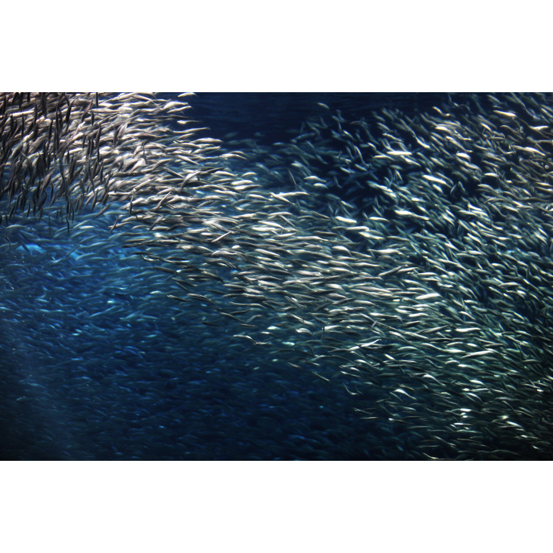 California Northern Anchovy von ChuckSchuggraphy - Leinwandbild auf Wrapped Canvas