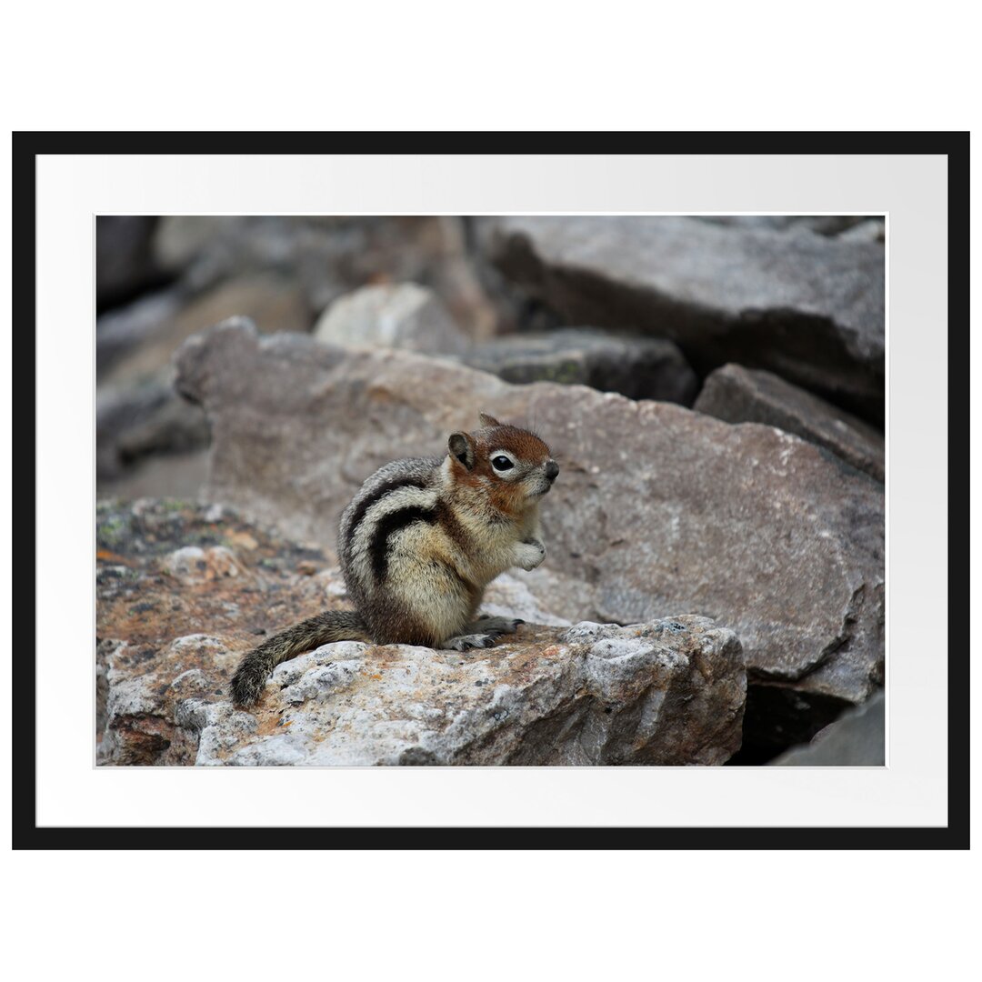 Gerahmtes Poster Schüchternes Streifenhörnchen