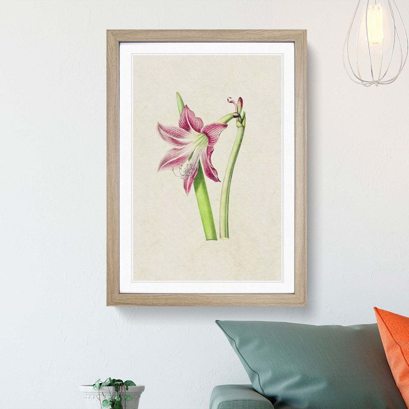 Pink Amaryllis Flower Illustration - Picture Frame Painting Print, 36cm H x 27cm W x 2cm D, Oak Framed