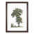 Walnut Framed