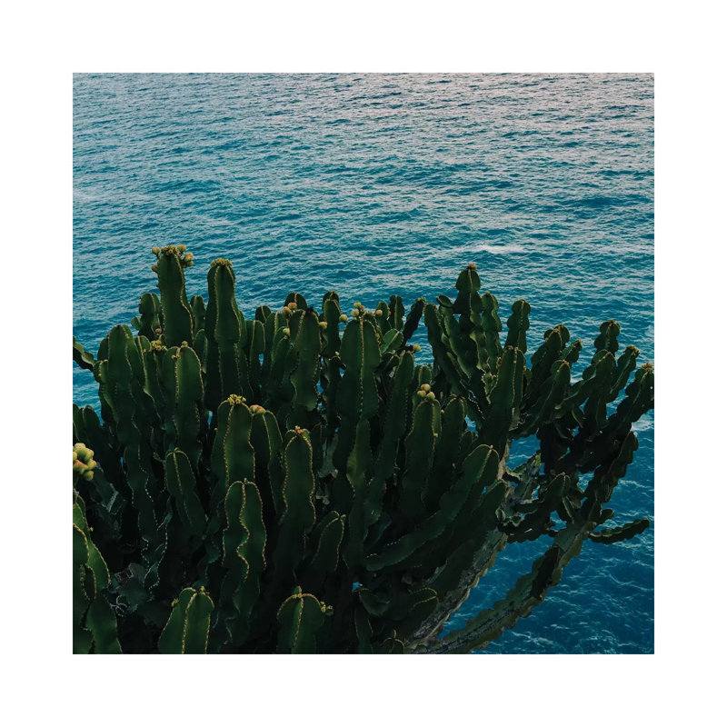 Amalfi Coast Cactus II by Bethany Young - Print on Canvas, Wrapped Canvas, 93.98cm H x 93.98cm W x 3.81cm D