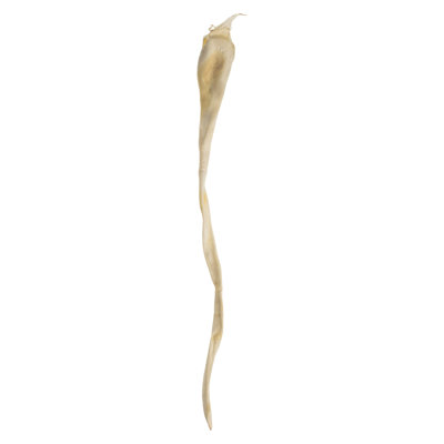 36'' Plant
