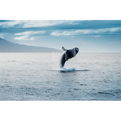 Humpback Whale Jumping - Wrapped Canvas Print