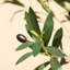 Adcock Faux Olive Tree with UV Protection, 2 Natural Tree Trunks, Large Decorative Potted Olive Tree-307165304-307165307