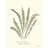 Pressed Fern Set