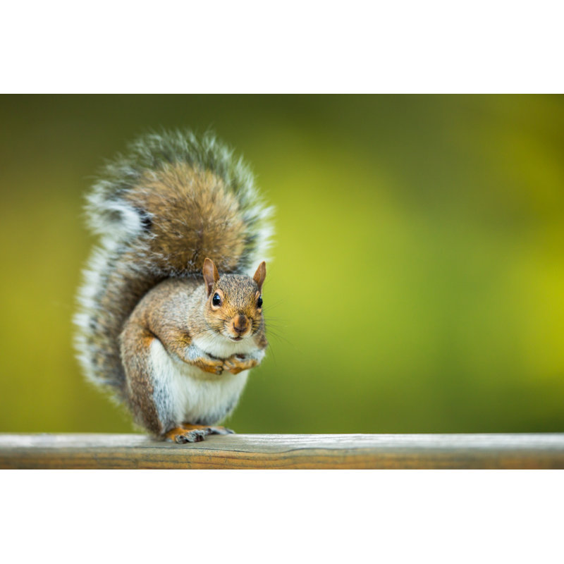 Eastern Squirrel (Sciurus Carolinensis) by ViktorCap - Wrapped Canvas Print, 81cm H x 122cm W x 3.8cm D