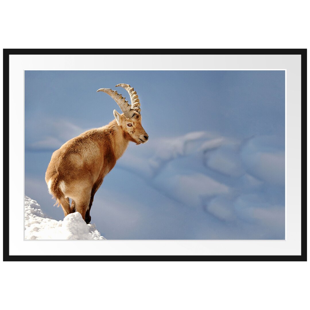 Gerahmtes Poster Steinbock im Schnee