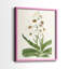 Impression encadrée Flore Albo I-Premium - prête à être accrochée - aucun clou requis - aucun clou requis-708635301-708635325