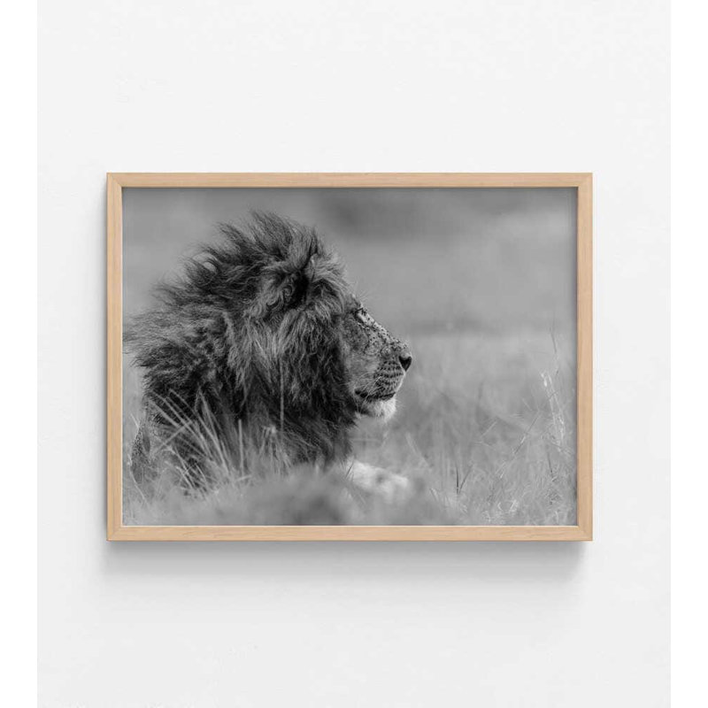 Majestic Calm - Photographie de lion, Tanné, Impression encadrée sans passe-partout, H 8 po x l 10 po