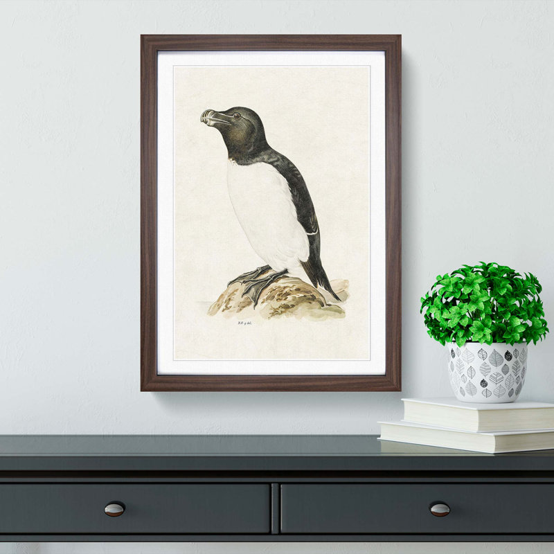 Razorbill by Von Wright - Picture Frame Painting Print, Walnut Framed, 36cm H x 27cm W x 2cm D