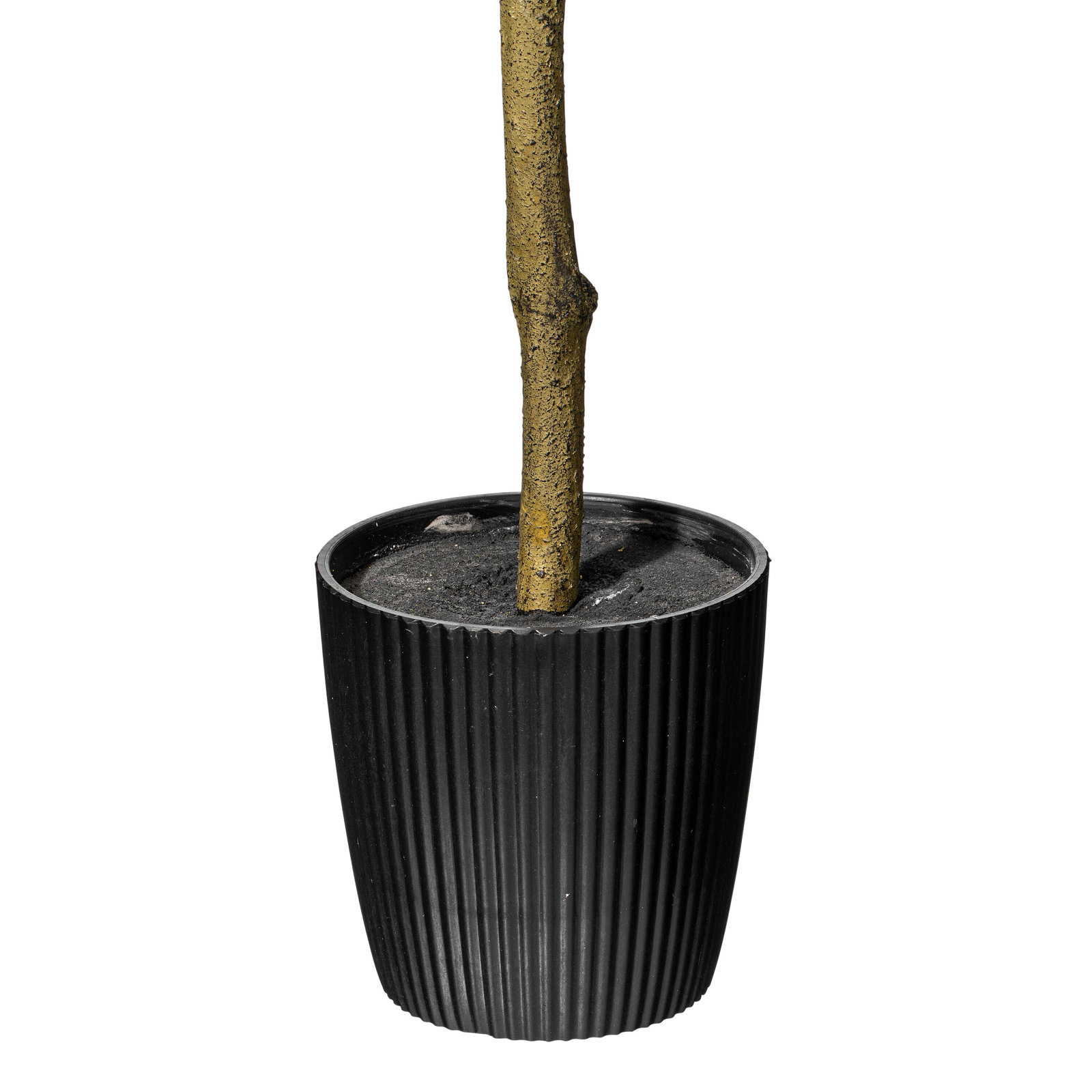 Lemon Tree in Pot, 36" H x 20" W x 20" D