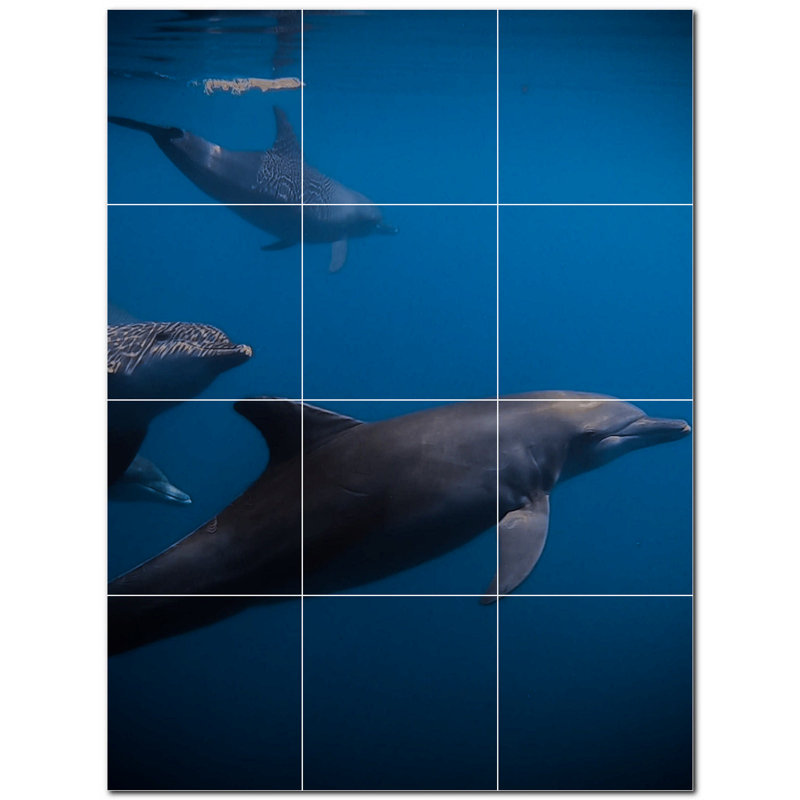 Dauphin photo 12 x 12