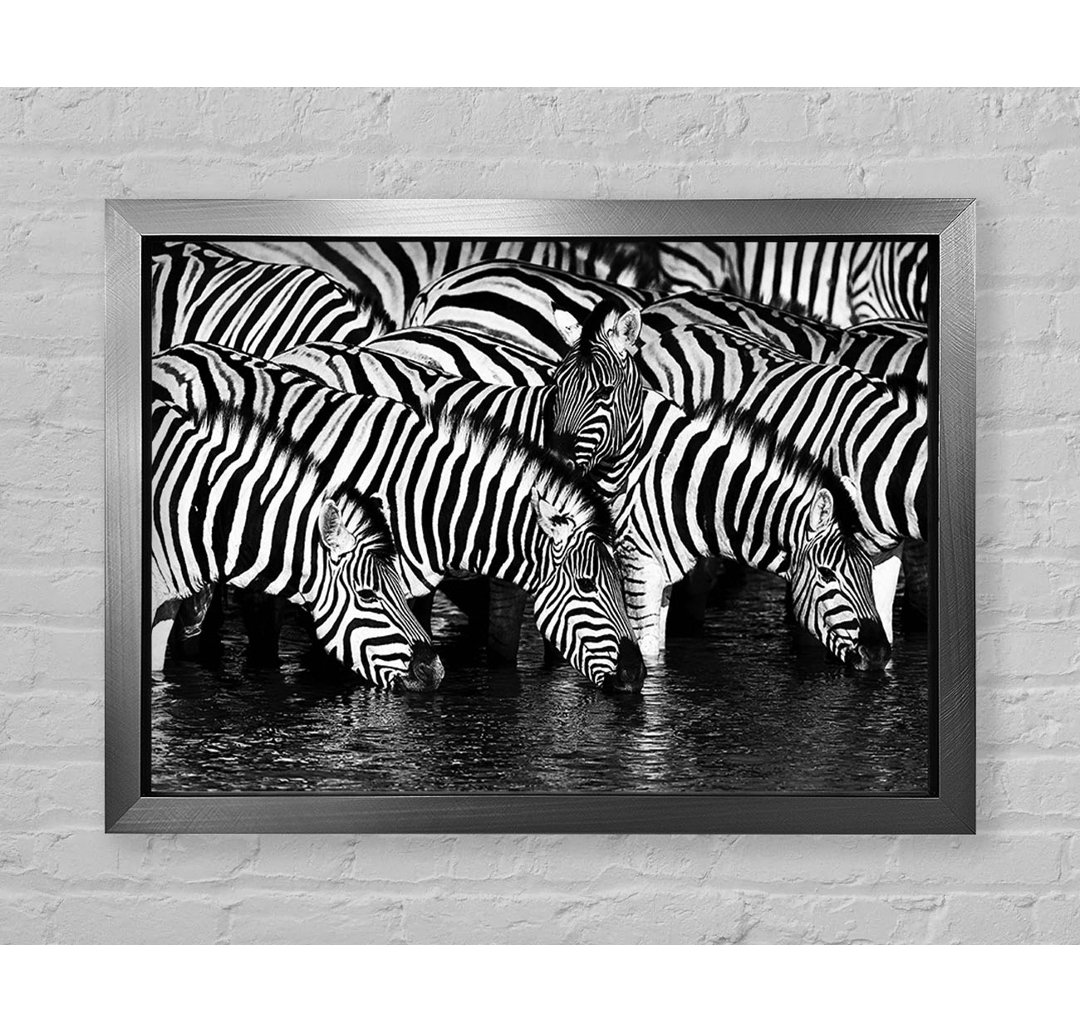 Zebra Drinking - Einzelner Bilderrahmen Kunstdrucke