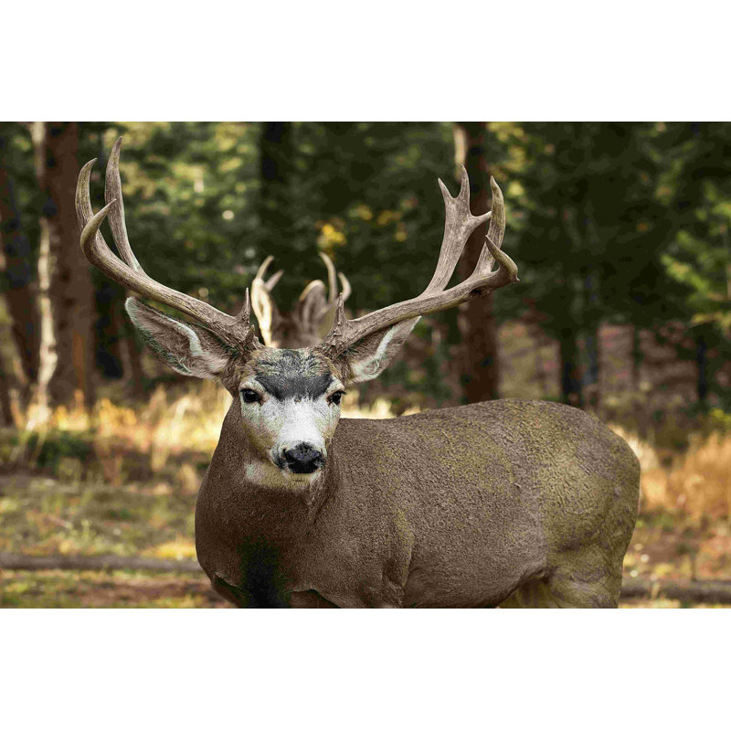 Deer Watch I, H 8 po x l 12 po