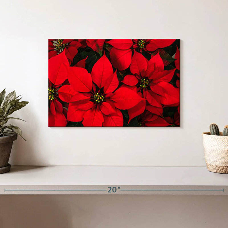 Harnek cramoisi poinsettia, H 8 po x l 12 po