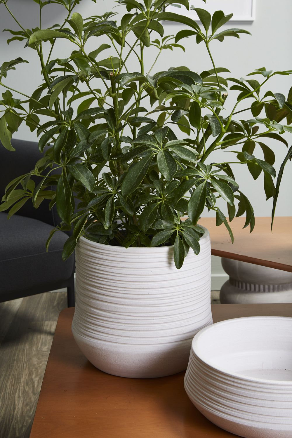 Canella 11" Ceramic Pot Planter