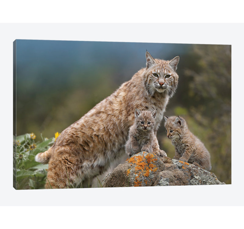 «Bobcat Mother and Kittens, North America», impression sur toile, H 26 po x l 40 po x P 1,5 po