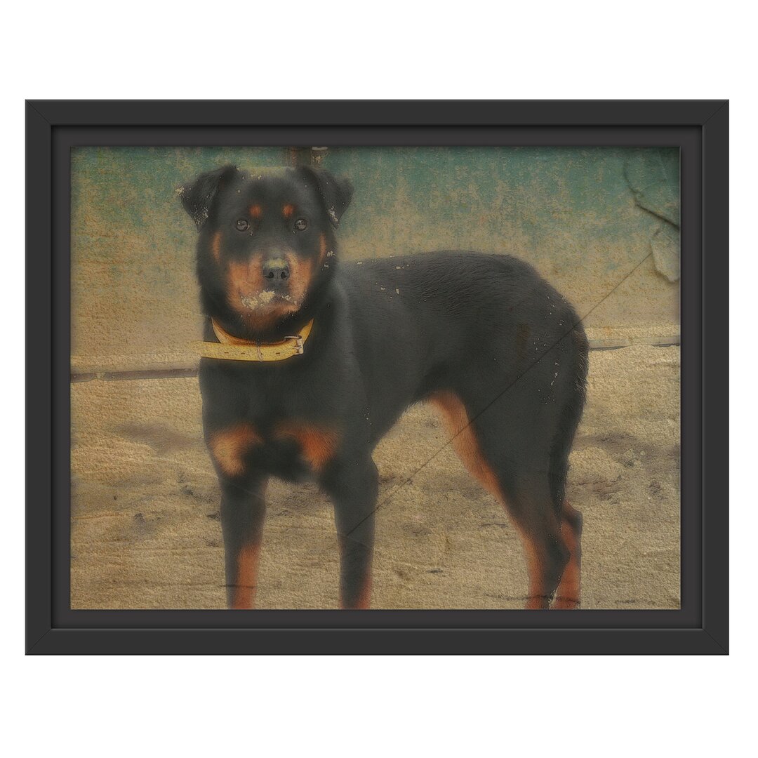 Gerahmtes Wandbild prächtiger Rottweiler