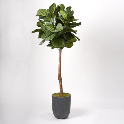 Figuier 72 po en pot