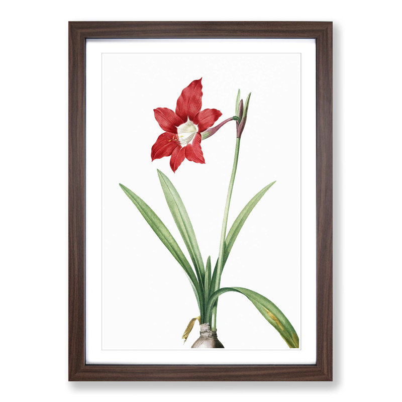 An Amaryllis Flower by Pierre-Joseph Redoute - Single Picture Frame Painting, 63cm H x 45cm W x 2cm D, Walnut Framed