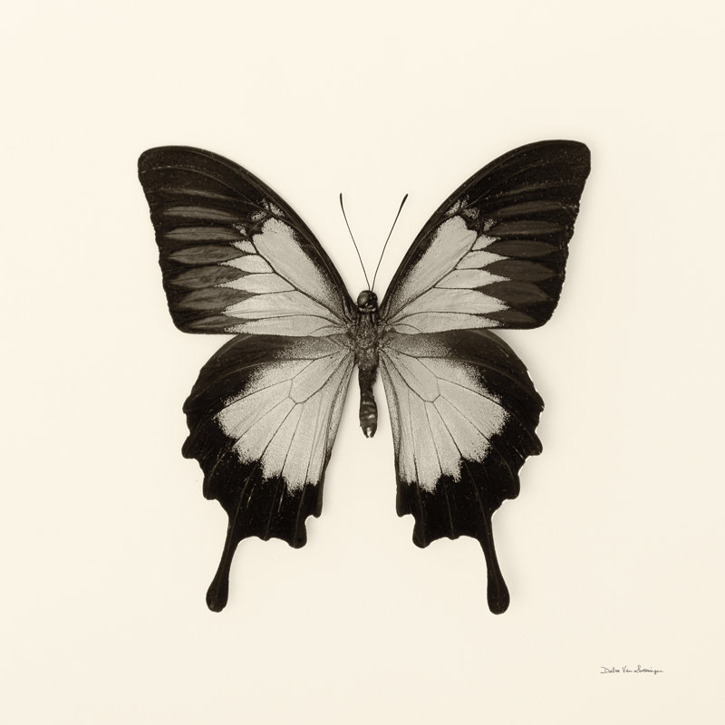 Papillon III BW, H 20 po x l 20 po x P 1,25 po