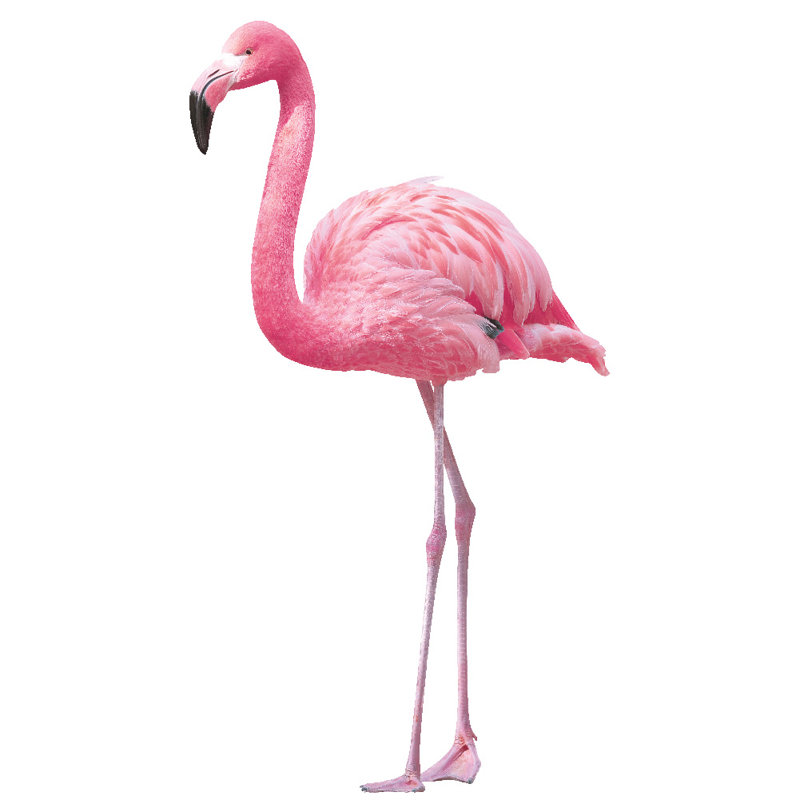 Adhésifs muraux amovibles flamants roses