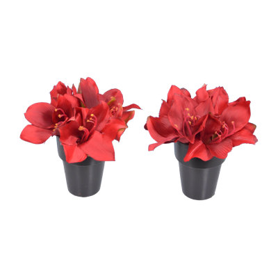 6 " Amaryllis Arrangement