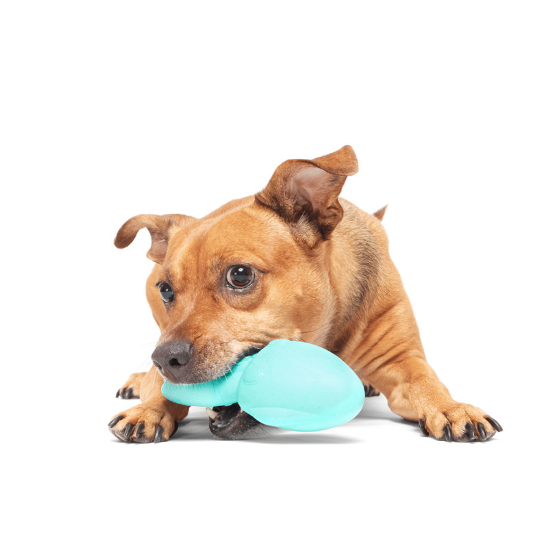 Best Of Bark Box Accessories