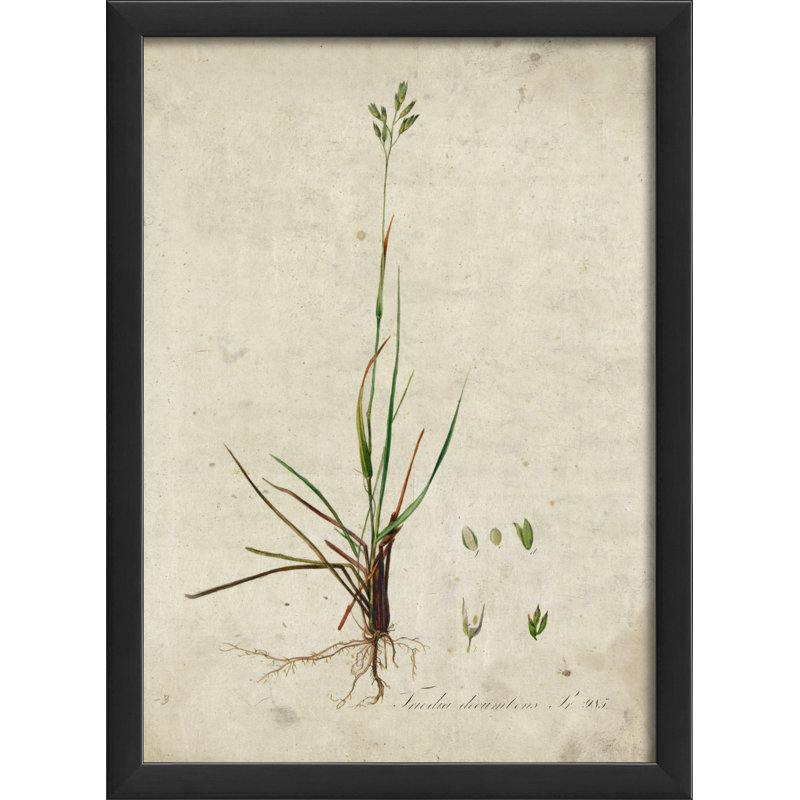 «Botanical», impression encadrée, Noir