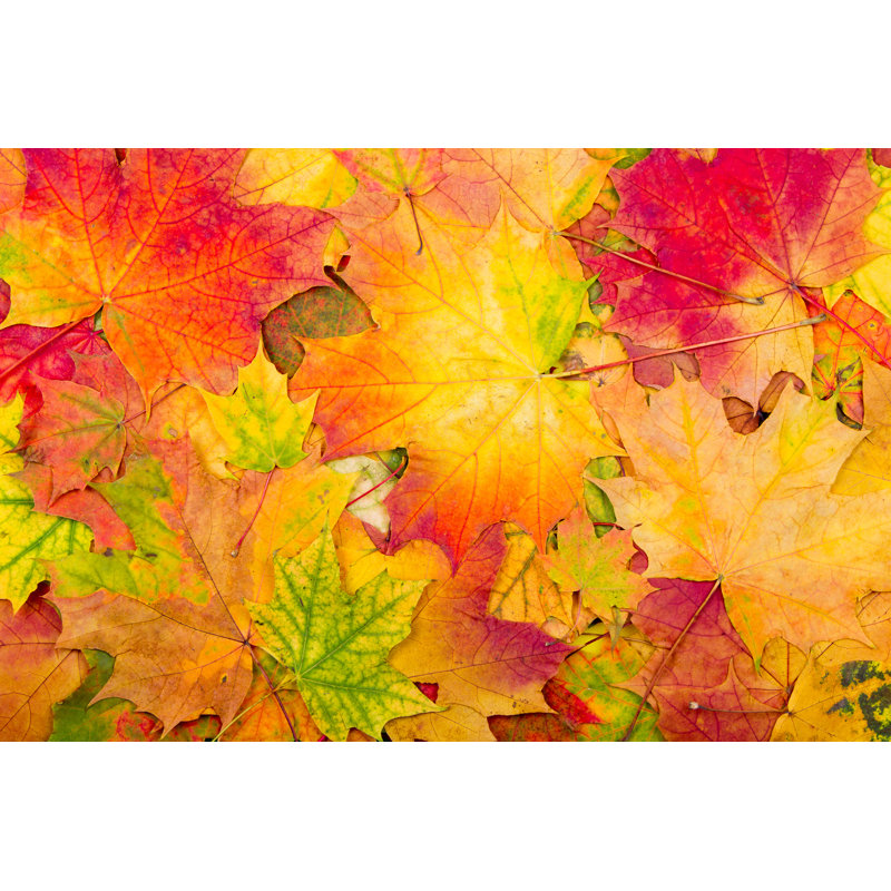 Feuilles d'érable d'automne sur toile de fond, H 8 po x l 12 po