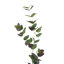 Branche d'eucalyptus