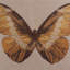 Monarch Square Pillow Cover & Insert