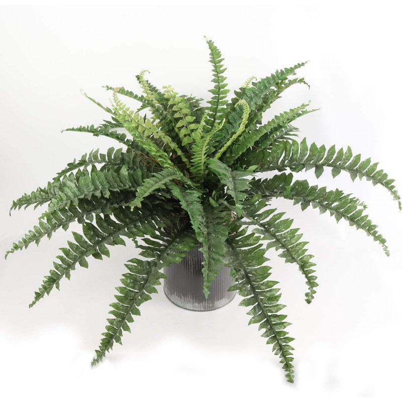 22" Artificial Fern Plant no basket, 29" H x 36" W x 36" D