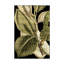 « tranquil tropical leaves ii », reproduction d’impression sur toile tendue-33418184