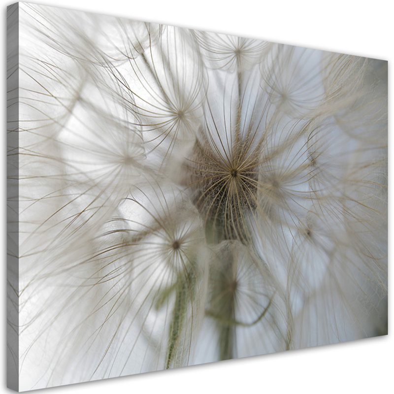 Dandelion Plants - No Frame Print on Canvas