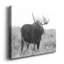 Grand Teton Bull Moose - Photographie sur toile tendue-508707721