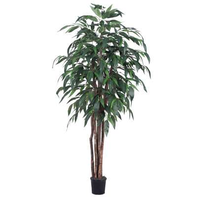 Sapin de feuillage en pot sous le bureau mango