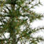 Artificial Christmas Tree with 50 Clear LED Lights Set in A Burlap Base