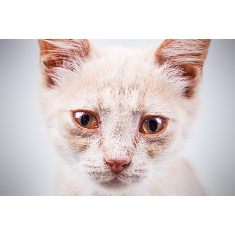 Sad Homeless Kitten by Bozhdb - Wrapped Canvas Print, 30cm H x 46cm W