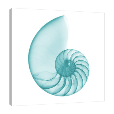 Turquoise Sea Shell - Wrapped Canvas Print