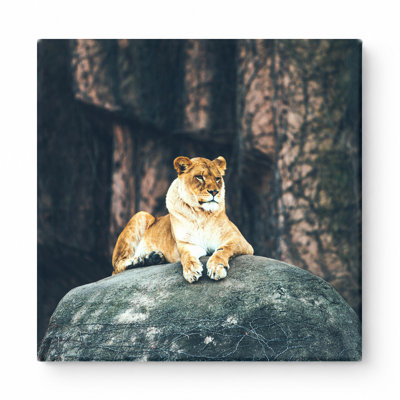Lionne sur le rocher - art mural carré sur toile